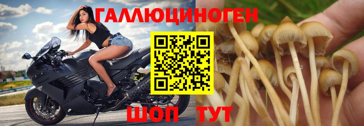 купить наркоту  Галлюциногенные грибы мухоморы  Архангельск  Вход с VPN  Галлюциногенные грибы Cubensis 